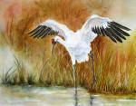whooping crane by Vickie Henderson - <a href="http://www.vickiehenderson.blogspot.com">www.vickiehenderson.blogspot.com</a> Whooping crane hunting in wetland